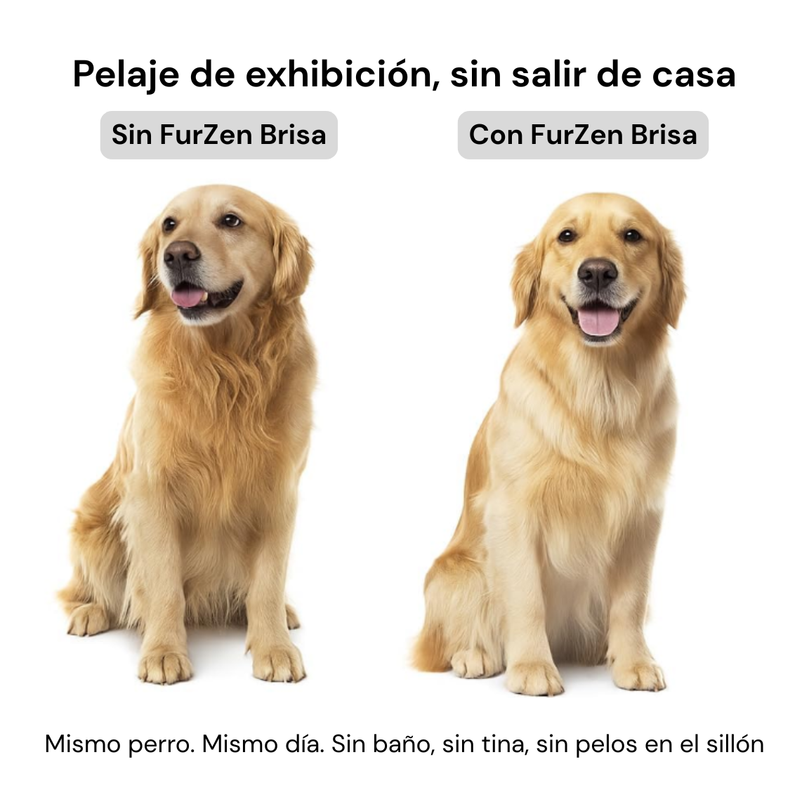 FurZen Brisa